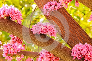 Delicate pink flowers of Cercis tree blossoms in the garden