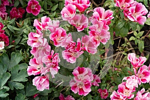 The delicate pink flowers of Godetia grandiflora bloom profusely in the garden in summer photo