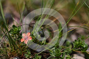 Delicate pink flowers. limestone quarry, in the family Gentianaceae. Healing pink Common Centaury flower