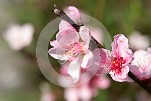 Delicate pink flowers of Prunus persica in early spring.