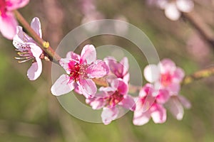 Delicate pink flowers of Prunus persica in early spring.