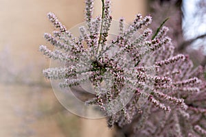 Delicate pink flowers of Tamarix shrub in full bloom