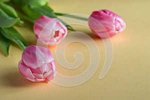 Delicate pink flowers on a yellow background. Tulips are a symbol of tenderness, spring and love