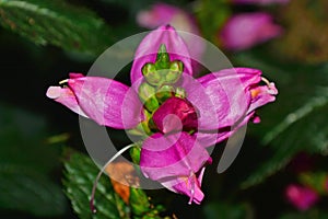 Delicate pink Foxglove flower buds