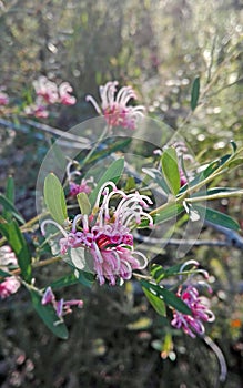 Delicate Pink Grevillea flowers