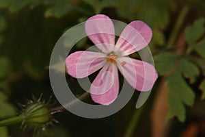 Delicate pink Herb robert (Geranium robertianum) on the blurred background