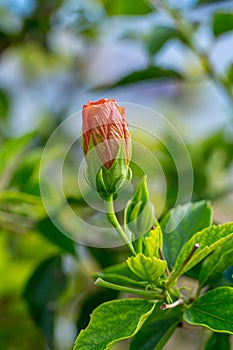 Delicate pink hibiscus bud flower with foliage on the background of tropical garden