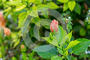 Delicate pink hibiscus bud flower with foliage on the background of tropical garden
