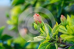 Delicate pink hibiscus bud flower with foliage on the background of tropical garden