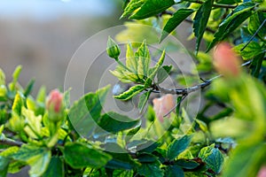 Delicate pink hibiscus bud flower with foliage on the background of tropical garden. Macro. Detailed