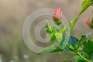 Delicate pink hibiscus bud flower with young foliage on the light blurred background in the tropical garden.
