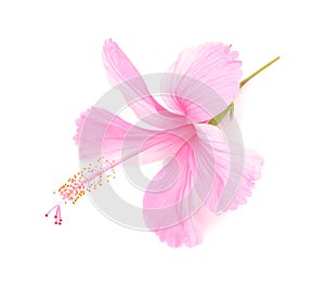 Delicate pink hibiscus flower is isolated on white