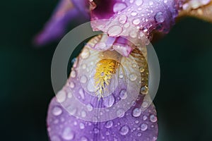Delicate pink iris flower, decorated with raindrops. macro photography of a plant in a spring garden. selective soft focus