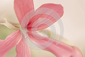 A delicate pink lily with long petals and a very thin stamen