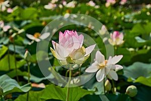 Delicate pink lotus flower rises above a lot of green leaves and lotuses. Sunny day. Great concept for any subject