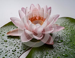 A delicate pink lotus with water droplets against a white background, symbolizing purity