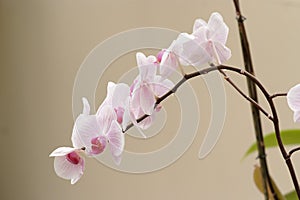 Delicate pink orchid flowers on the curved branch