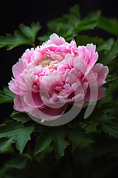 Delicate Pink Peony in a Chalky Pot photo