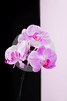 Delicate pink phalaenopsis orchid flowers on a black and white background