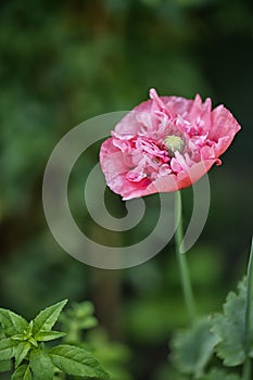 Delicate pink poppy petals, (Papaver paeoniflorum)