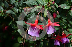 Delicate pink red fucsia flowers in a garden pot on a sunny summer day