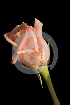 Delicate pink rose