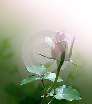 Delicate pink rose photo