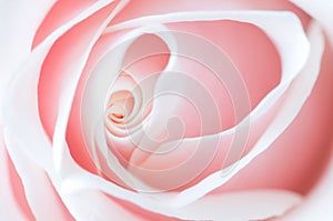 Delicate pink rose photo