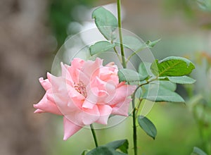 Delicate pink rose on a background of greenery