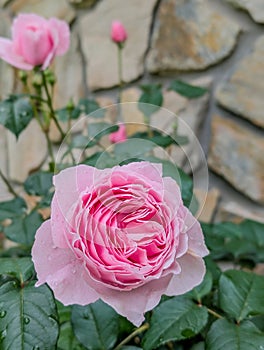 delicate pink rose blooming in the garden