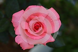 Delicate pink rose blooming outside