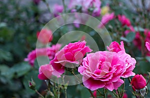 Delicate pink rose bouquet in raindrops