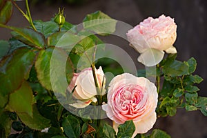 Delicate pink rose bud close up in the garden