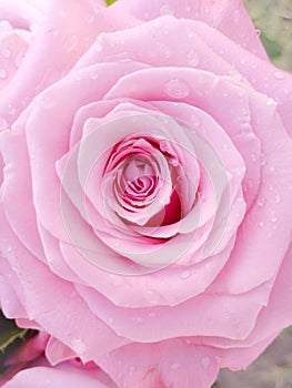 Delicate pink rose close up with water drops