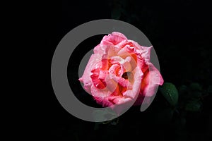 A delicate pink rose with dew drops on the petals