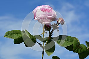 Delicate pink rose flower on the background of blue sky in summer