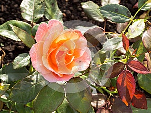 Delicate pink rose in a flower bed early in the sunny summer morning