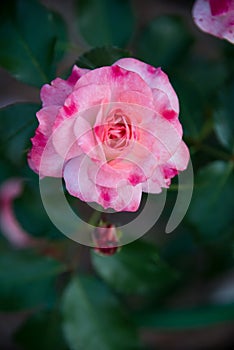 Delicate pink rose flower blossom on green leaves background