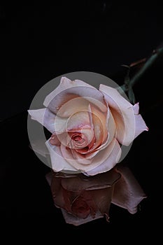 Delicate pink rose flower on glass with reflection on black background