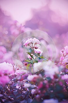 Delicate pink rose flowers bloom on elegant stems in a garden, illuminated by daylight