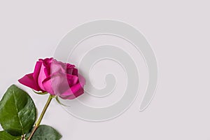 Delicate pink rose with green leaves on a white background