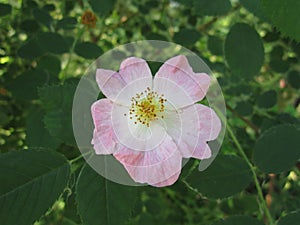 Delicate Pink Rose Hips