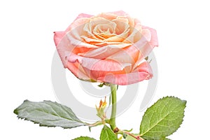Delicate pink rose isolated on white.