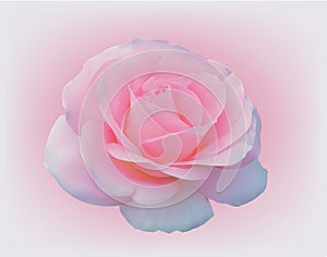 Delicate pink rose. Realist Vector