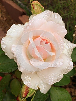 Delicate Pink Rose with Water Drops