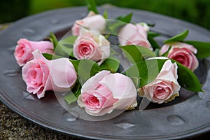 Delicate pink roses on a pewter plate.