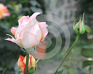 delicate pink roses in spring