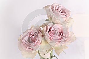 Delicate pink roses in vintage, shabby chic