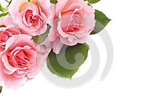 Delicate Pink Roses On White Background