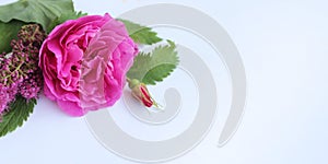 Delicate pink roses on a white background. Festive flower arrangement.